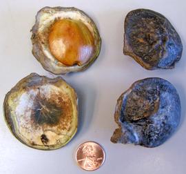   Fruits:   Archidendron jiringa , fruit segments, one showing dissected seed; Photo by K.E. Clancy, USDA APHIS PPQ, imageID.idtools.org
